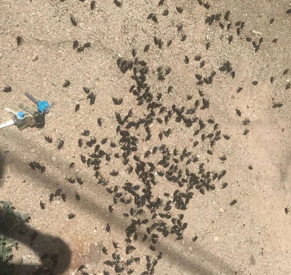 לא פלישה ולא מתקפה. רצנית אוליביה ממלאת את הארץ. | ד"ר אורי שלום, המשרד להגנת הסביבה