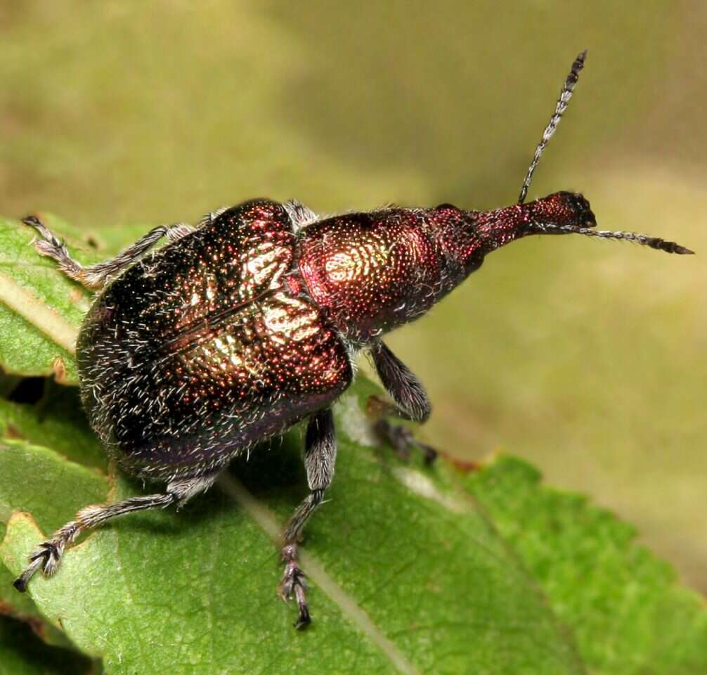 מגוון עצום של צורות, צבעים ומרקם. חדקונית האורז. | אולף ליילינגר