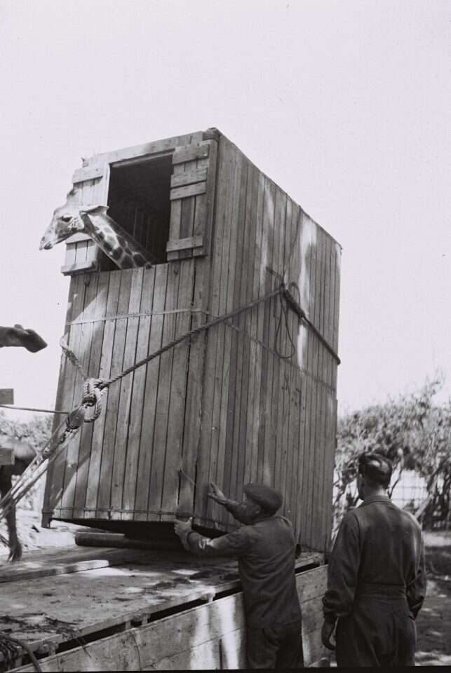 היום היו רואים בזה סדיזם. ג'ירפה מגיעה לתל אביב. | חיים פין הנס, לע"מ היום היו רואים בזה סדיזם. ג'ירפה מגיעה לתל אביב. | חיים פין הנס, לע"מ