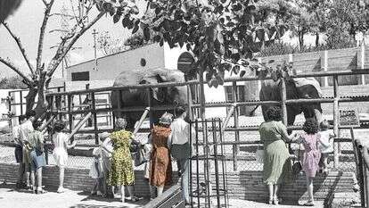 גן החיות בתל אביב, 1950. | פריץ כהן, לע"מ גן החיות בתל אביב, 1950. | פריץ כהן, לע"מ