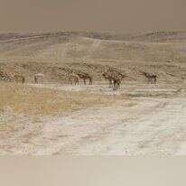 מדבר. | מרים צחי