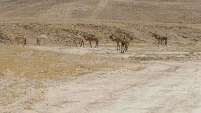 מדבר. | מרים צחי