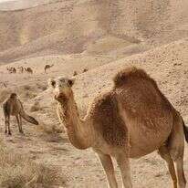 מדבר יהודה. | מרים צחי