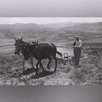 חלוצים חורשים בשדות של קיבוץ כפר עציון, 1943 | קלוגר זולטן, לע"מ חלוצים חורשים בשדות של קיבוץ כפר עציון, 1943 | קלוגר זולטן, לע"מ