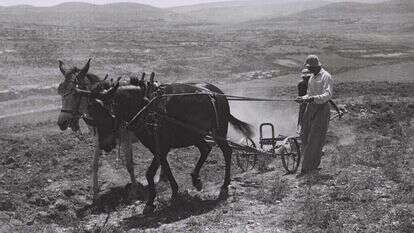 חלוצים חורשים בשדות של קיבוץ כפר עציון, 1943 | קלוגר זולטן, לע"מ