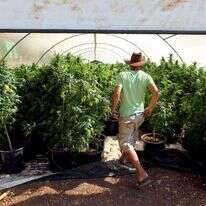 חממת קנביס ליד צפת. | אביר סולטן, פלאש 90