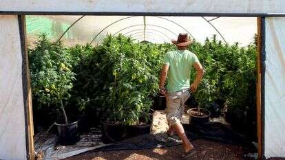 חממת קנביס ליד צפת. | אביר סולטן, פלאש 90