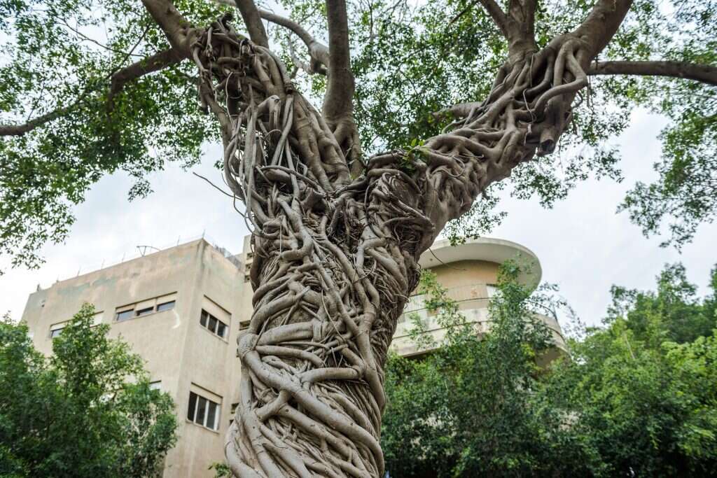 מייבאים אייקוני טבע מחו"ל. עץ פיקוס בתל־אביב. | שאטרסטוק