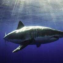 מתוך הסרט "Game Over Fishing". | רועי קמחי