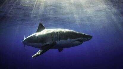 מתוך הסרט "Game Over Fishing". | רועי קמחי