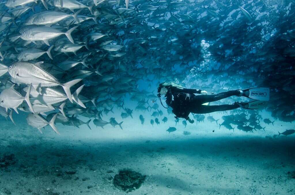 מתוך הסרט "Game Over Fishing". | רועי קמחי