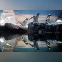 פינגוונים. | שאטרסטוק