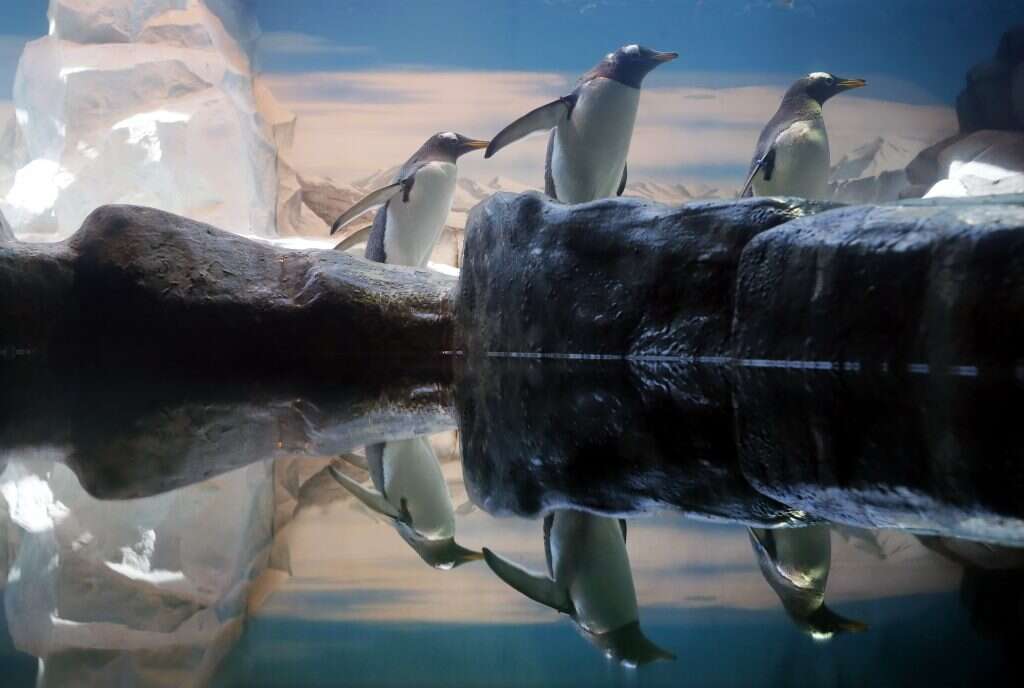 פינגוונים. | שאטרסטוק