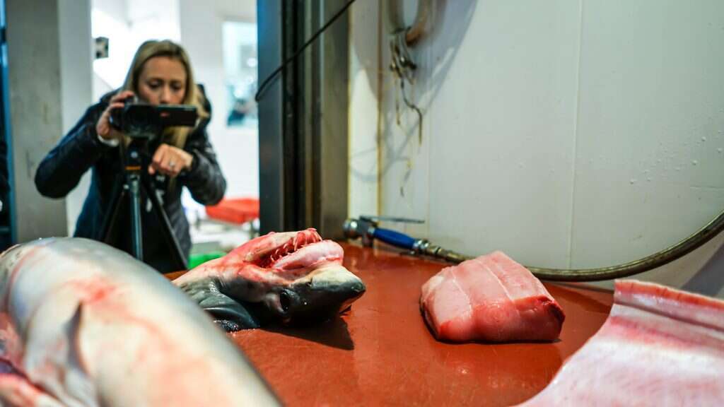 מגלה את רזי התחמון שמאחורי הציד. רג'ינה דומינגו מצלמת כרישים הנמכרים במרכולים. | רועי קמחי