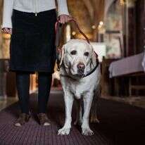 "אין לנו שעת הדחק גדולה מזה". כלב נחייה בכנסייה. | שאטרסטוק