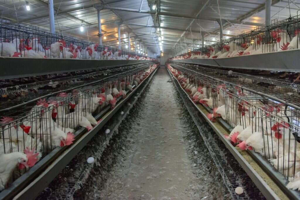 לול ישראלי. | אייל מרגולין, ג'יני לול ישראלי. | אייל מרגולין, ג'יני