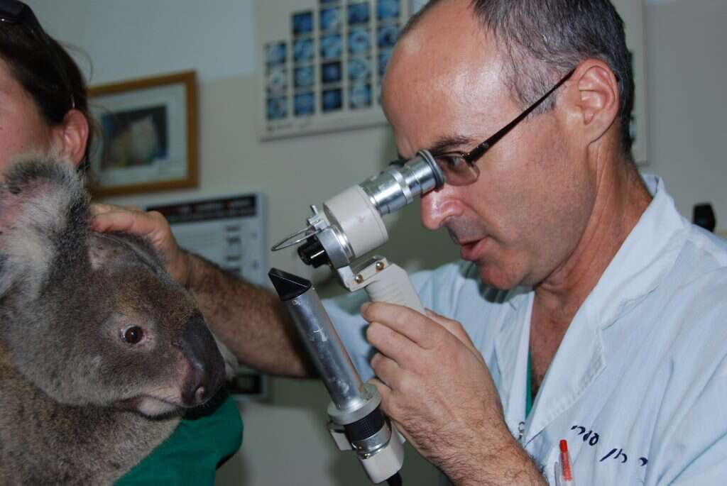 זוגתו שרטה אותו בעין וגרמה נזק שהצריך מומחה. זכר הקואלה מגיע לטיפול. | באדיבות המצולם