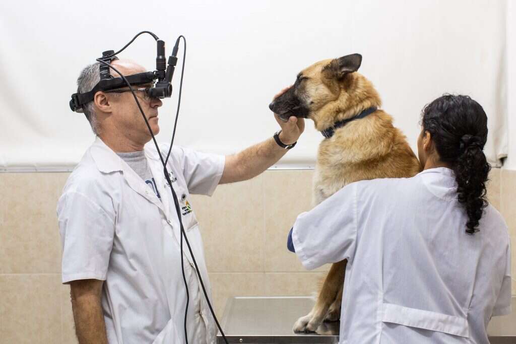 בעלי חיים סובלים מגלאוקומה, קטרקט ודלקות עיניים בדיוק כמונו. פציינט בבדיקת עיניים. | אבישג שאר־ישוב