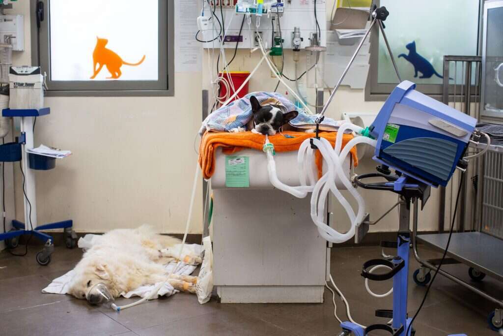 אין רגע דל. חדר טיפול נמרץ בבית החולים הווטרינרי. | אבישג שאר־ישוב