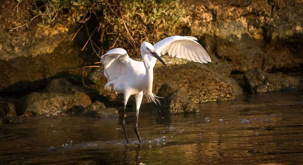 שקיעה וחיים באגם. | שלומי יוסף