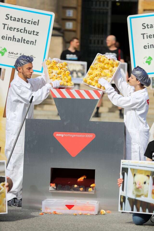 אפשר להתווכח על הפרובוקציה, אבל אי אפשר להתחמק מהסוגיה האתית. הפגנה בגרמניה נגד גריסת אפרוחים זכרים. | AFP