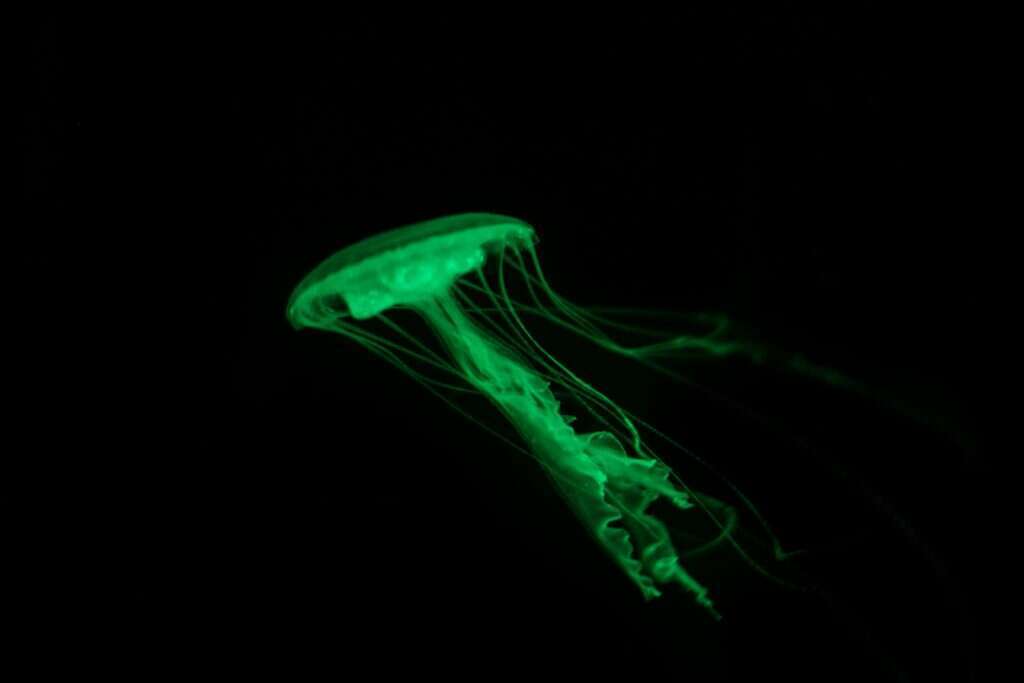 הזוהר הירקרק גרף פרס נובל. מדוזה א' ויקטוריה, בעלת הגן הפלורסנטי. | שאטרסטוק