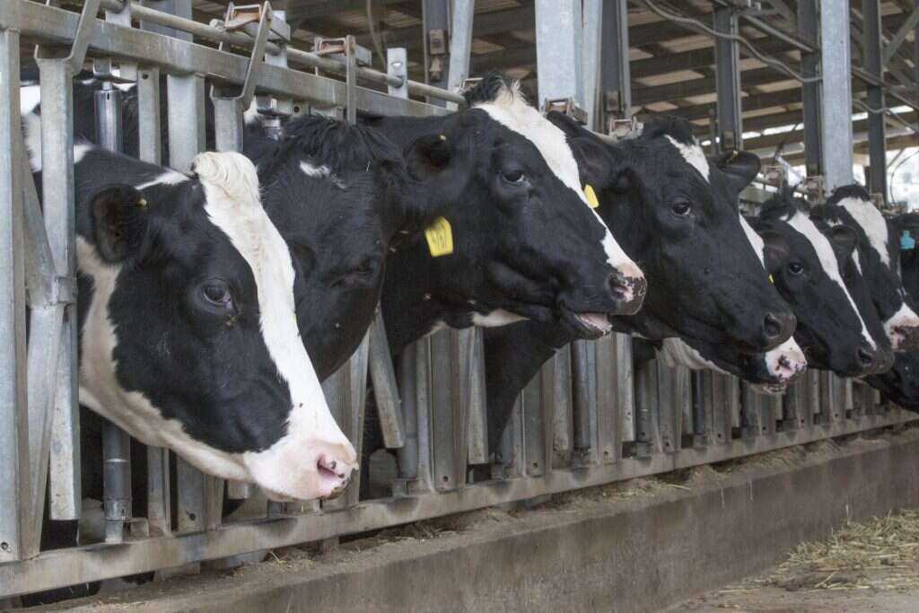 אילוסטרציה. | יוסי אלוני אילוסטרציה. | יוסי אלוני