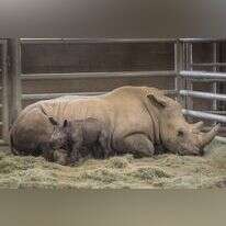 הקרנף הנדיר ואמו. | EPA