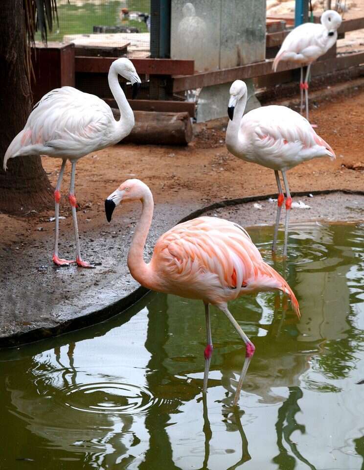 גן החי. | דוברות עריית פתח תקווה