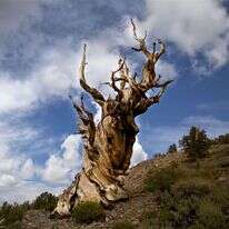 אריכות ימים טומנת בחובה בדידות רבה. העץ "מתושלח" בקליפורניה, שגילו מוערך בכ– 5,000 שנה. | שאטרסטוק