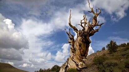 אריכות ימים טומנת בחובה בדידות רבה. העץ "מתושלח" בקליפורניה, שגילו מוערך בכ– 5,000 שנה. | שאטרסטוק