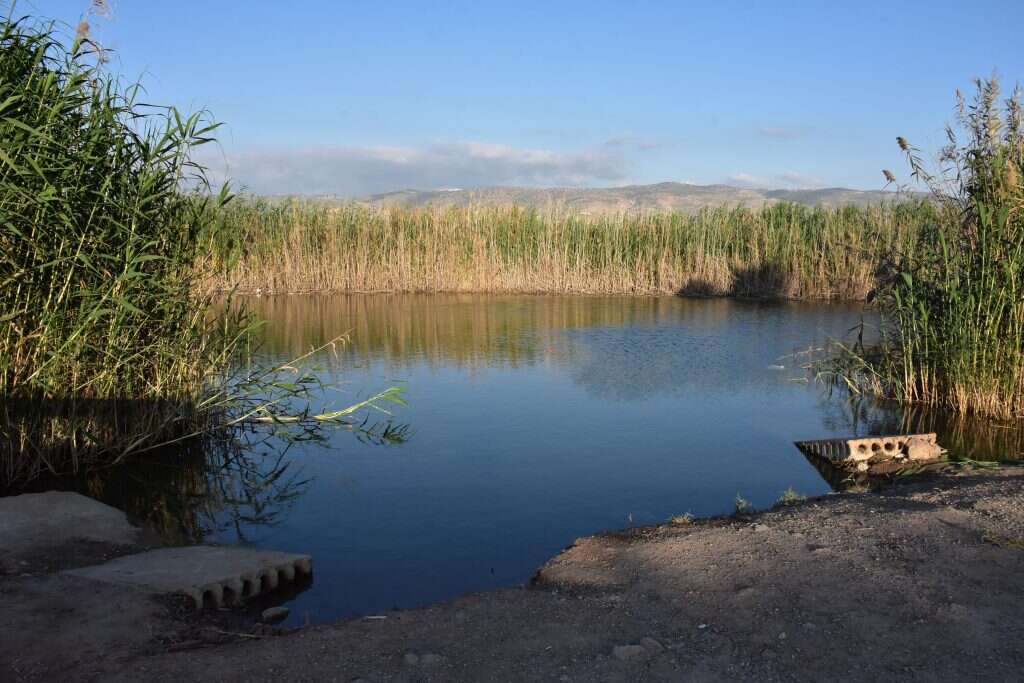 עין סוכות. | הדר שוייצר-כץ עין סוכות. | הדר שוייצר-כץ