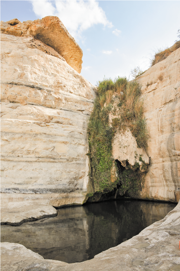 עין עקב. | הדר שוייצר-כץ עין עקב. | הדר שוייצר-כץ