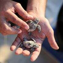 צבים קטנים שנולדו בחוף פלמחים משוחררים אל הים. | EPA