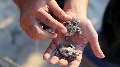 צבים קטנים שנולדו בחוף פלמחים משוחררים אל הים. | EPA צבים קטנים שנולדו בחוף פלמחים משוחררים אל הים. | EPA