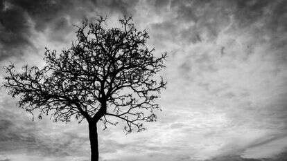 שאטרסטוק שאטרסטוק