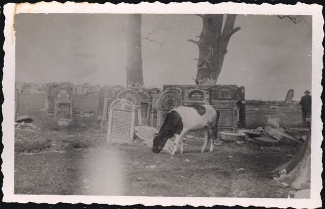 בית העלמין היהודי באוסטרובייץ' בשנות החמישים. | באדיבות הארכיון J-nerations