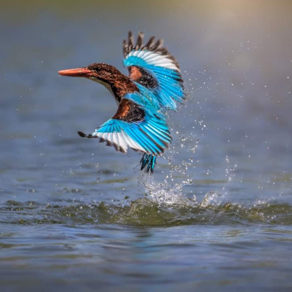 צפרות גני יהושע. | שמוליק אנגל