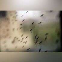 יתושים נושאי מלריה בקניה. | EPA