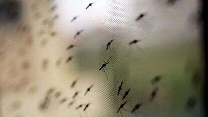 יתושים נושאי מלריה בקניה. | EPA