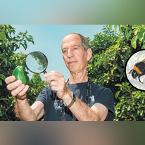 פרופ' רפי שטרן והאבוקדו. צילומים: אייל מרגולין - ג'יני, שאטרסטוק