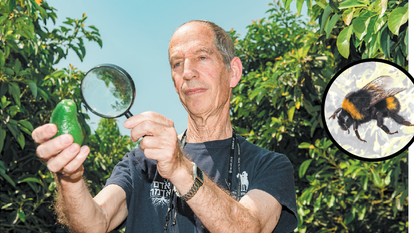 פרופ' רפי שטרן והאבוקדו. צילומים: אייל מרגולין - ג'יני, שאטרסטוק