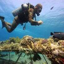 צוללן במשתלת האלמוגים התת־ימית. | AFP