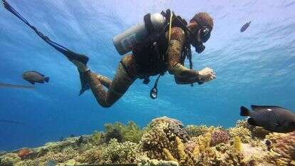 צוללן במשתלת האלמוגים התת־ימית. | AFP