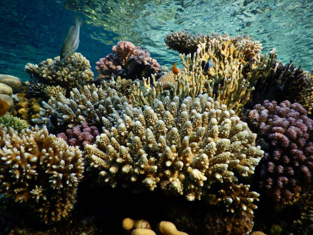 פרופ' מעוז פיין