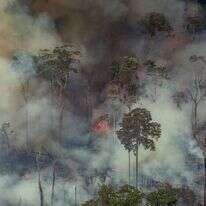 השרפה ביערות האמזונס. | AFP