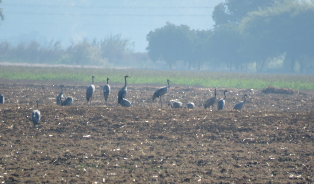 עגורים ראשונים באגמון החולה. | עינבר שלומית רובין, קק"ל