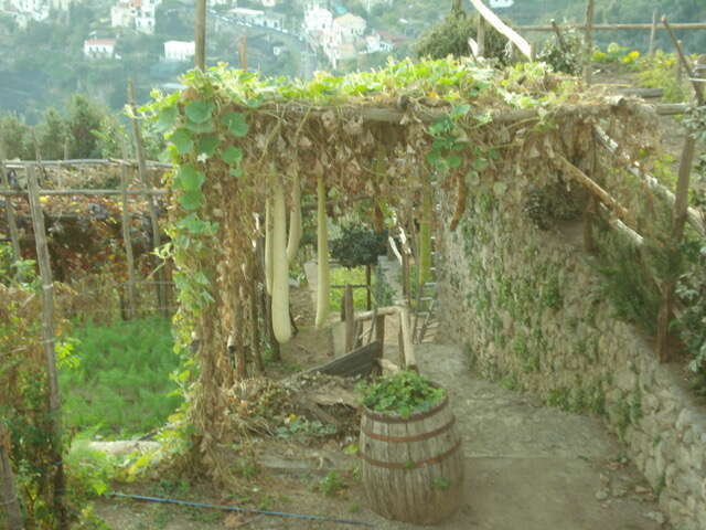 סוכה שעליה דלעת הבקבוק, דרום איטליה. | רבקה בן-ששון