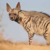 צבוע מפוספס בישראל. | עוזי דגני