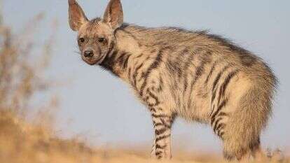 צבוע מפוספס בישראל. | עוזי דגני